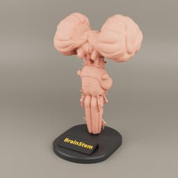 Brain Stem anatomy For 3D printing 3d model