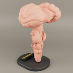 Brain Stem anatomy For 3D printing 3d model