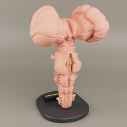 Brain Stem anatomy For 3D printing 3d model