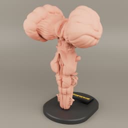 Brain Stem anatomy For 3D printing 3d model
