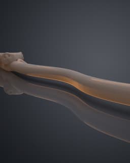 Peter Pettigrew's Second Wand - Harry Potter 3d model