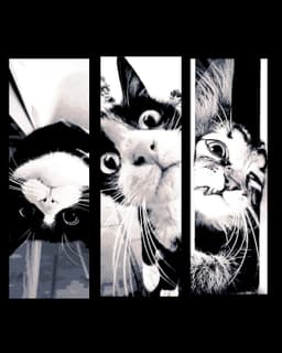Some Funny Faces from the neighborhood Cats - set of bookmarks 3d model