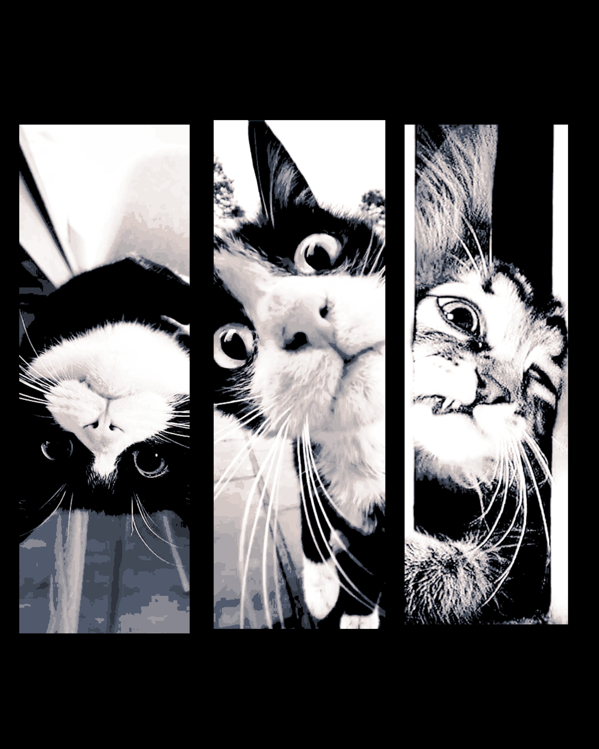 Some Funny Faces from the neighborhood Cats - set of bookmarks 3d model
