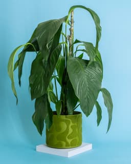 Moss Planter 170x150mm 3d model