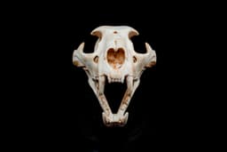 Panther Skull (Pre Supported) 3d model