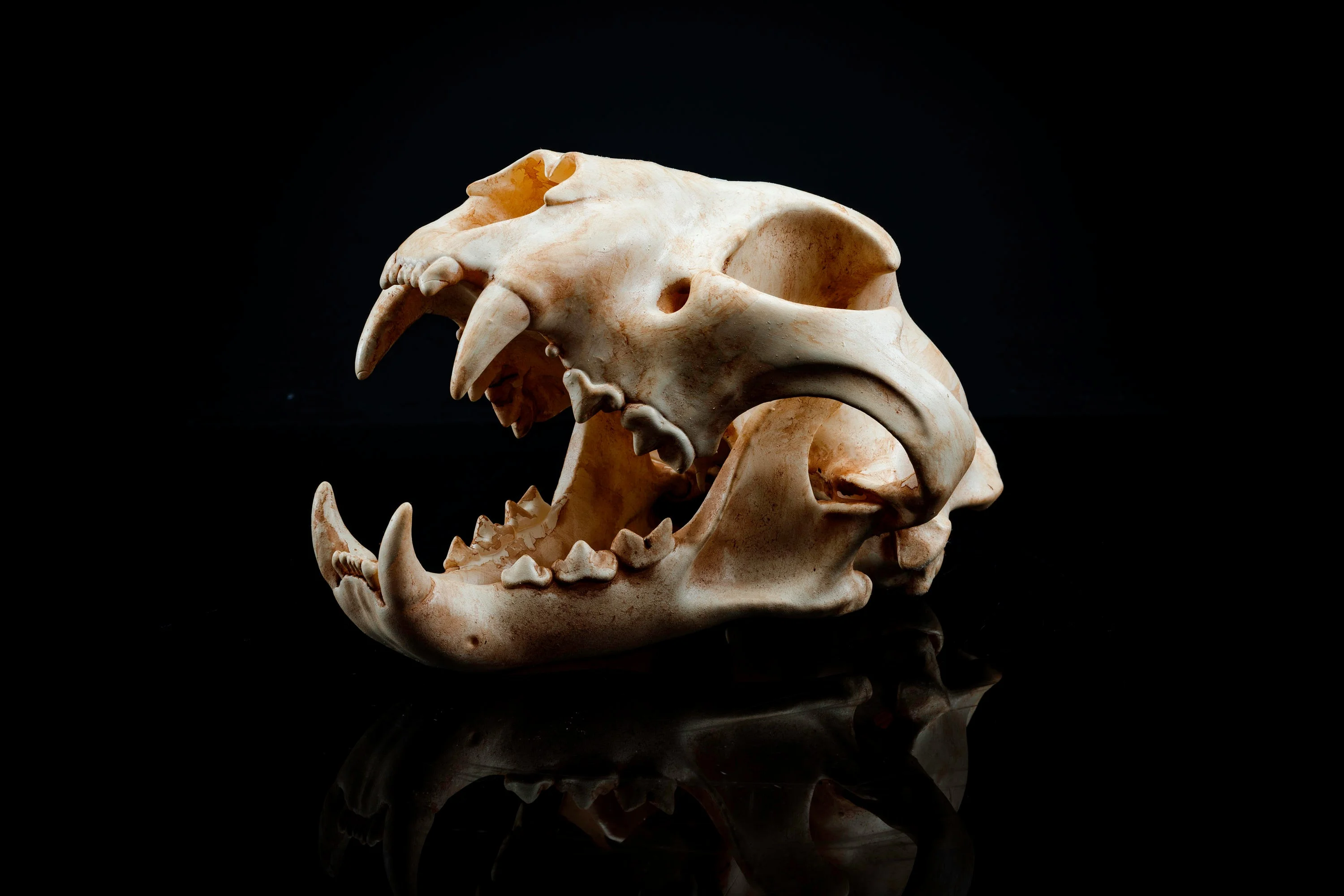 Panther Skull (Pre Supported) 3d model