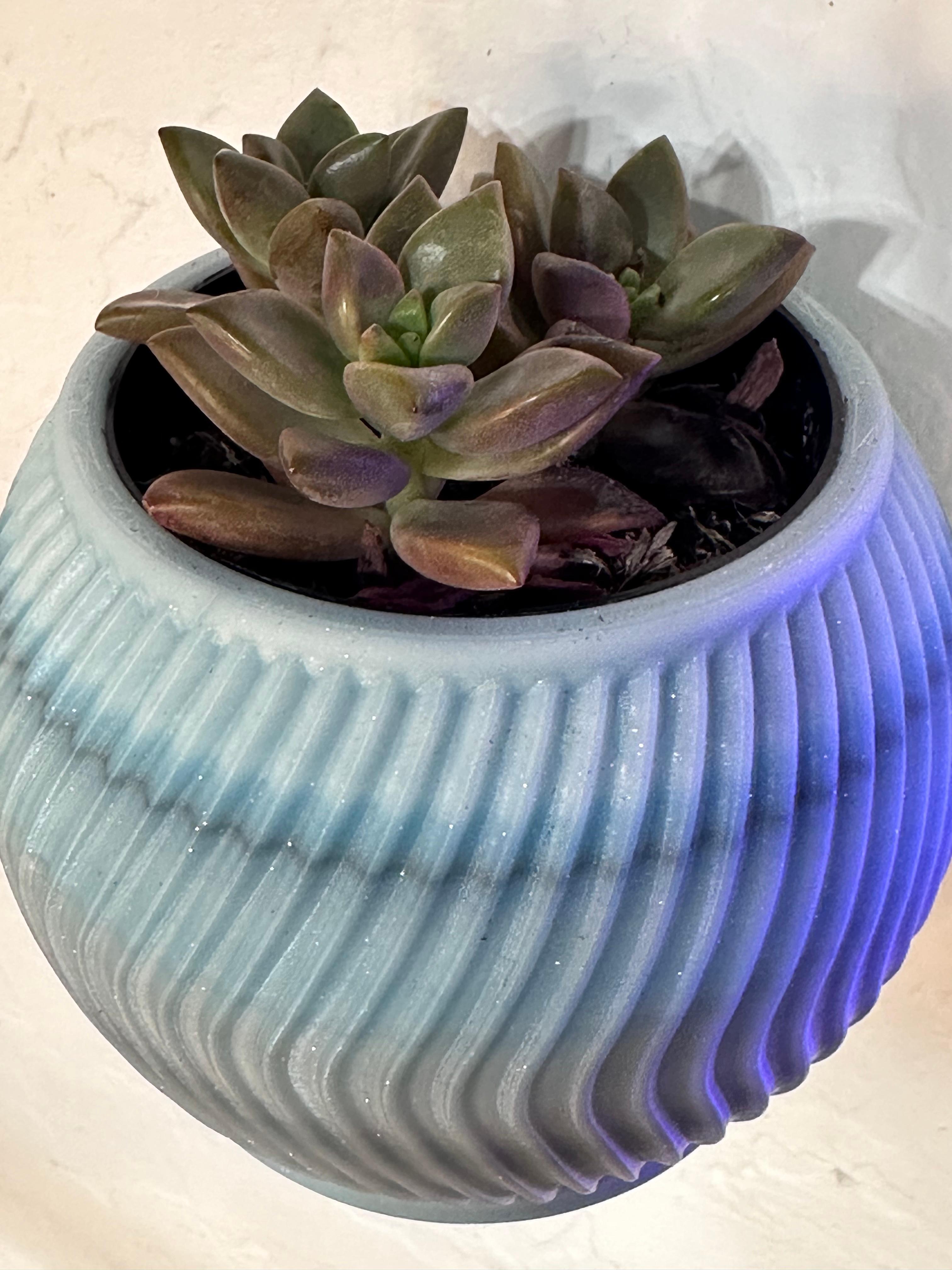 Swirl Succulent Wall Planter - For Office, Home, or any space 3d model