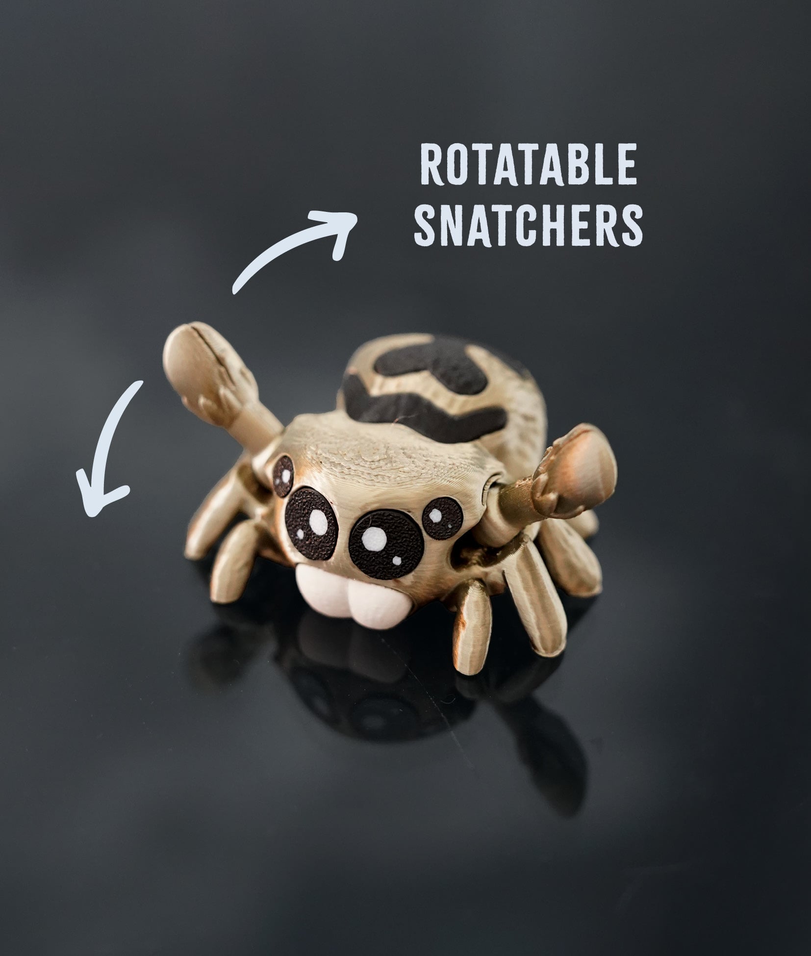 Charlotte the Jumping Spider 3d model