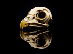 Barred Owl Skull (Pre Supported) 3d model