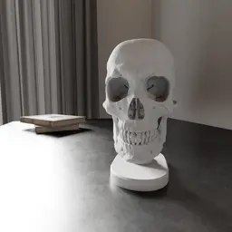 Skull Anatomy 3d model