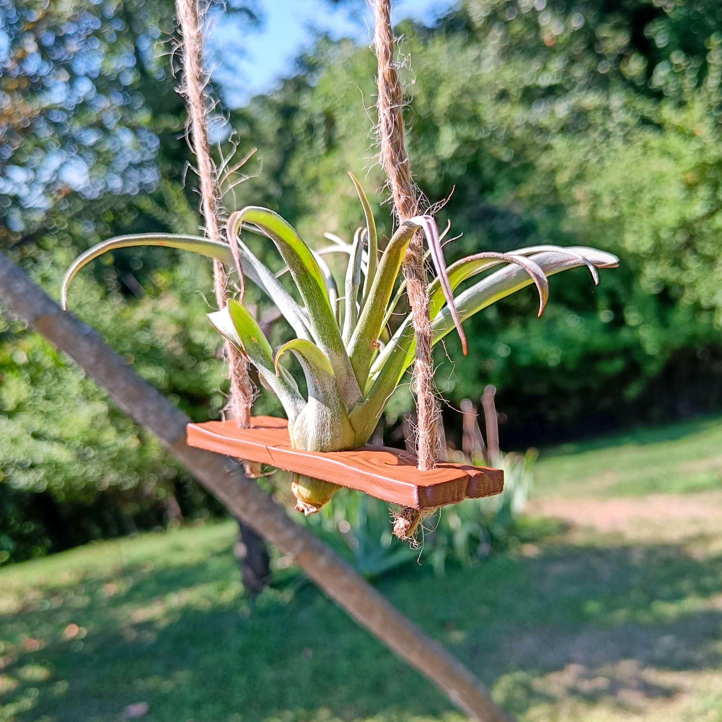 Air plant swing support  3d model