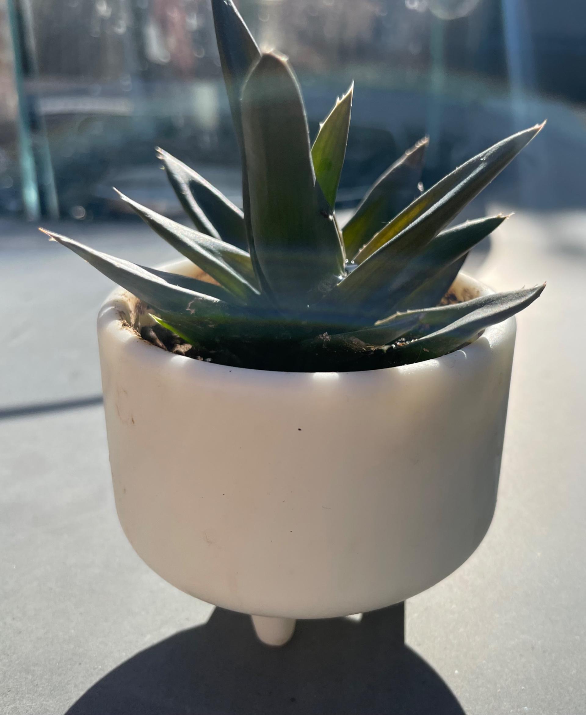 3 leg succulent planter pot 3d model