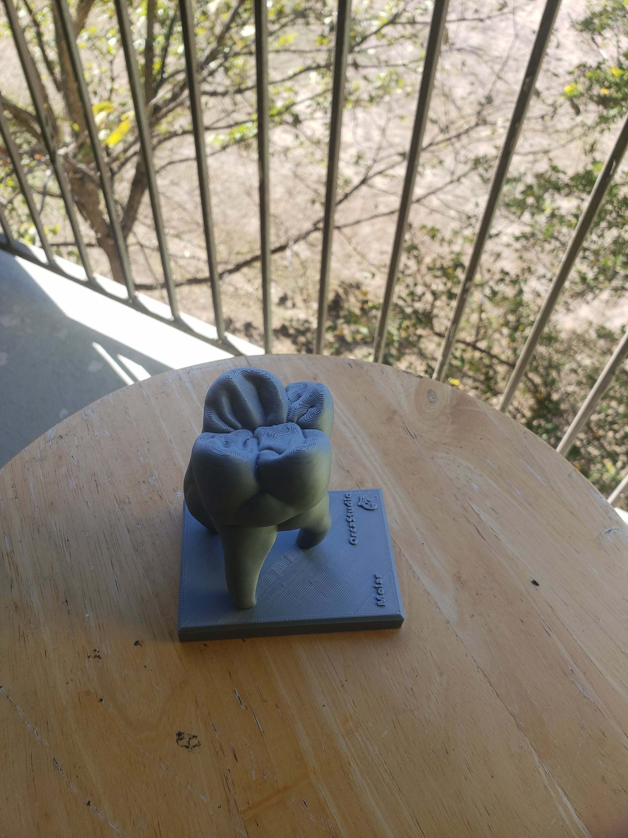 Anatomy of Moral Tooth 3d model