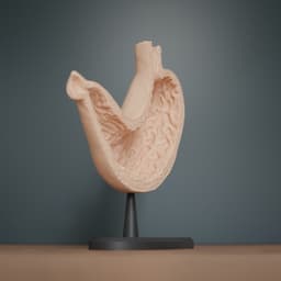 Human Stomach Cross Section Anatomy 3d model