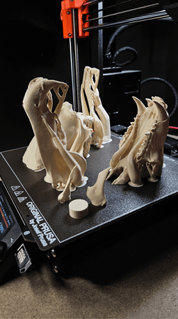 Polar Bear Skull (Ursus Maritimus) 3d model