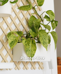 Botanical Bundle for Trellis 3d model