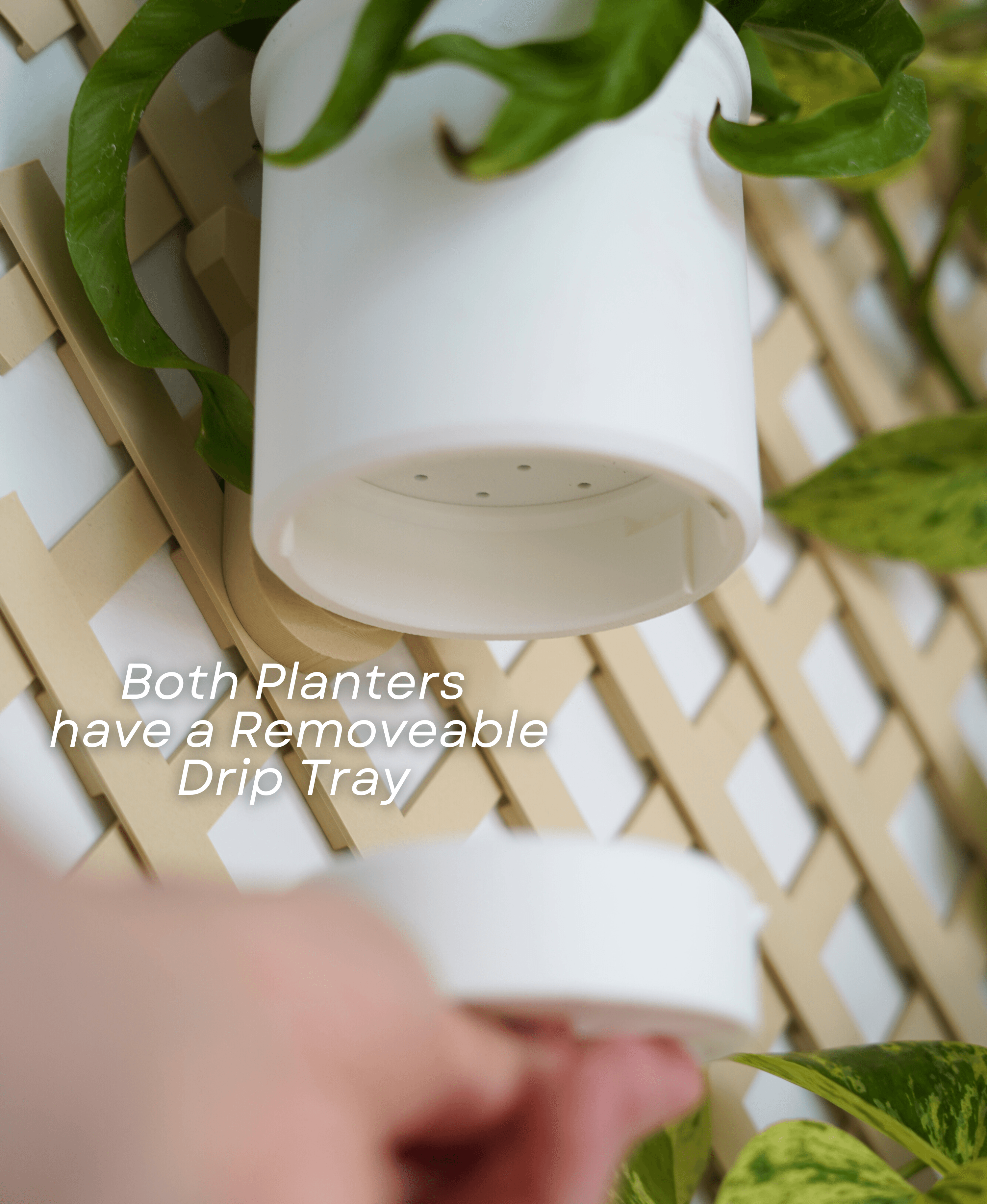 Botanical Bundle for Trellis 3d model