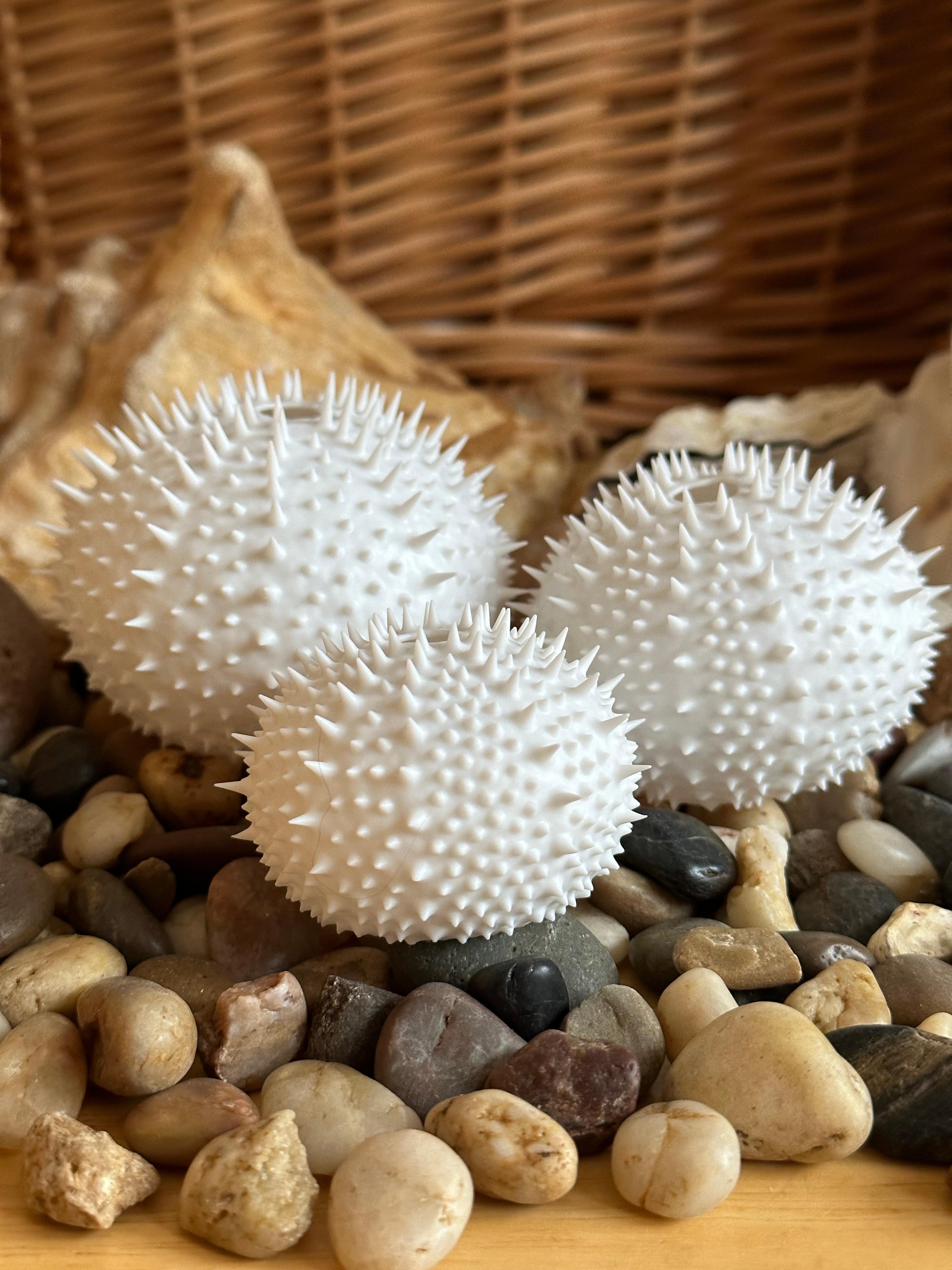 Sea Urchin Shells (Spiky) 3d model
