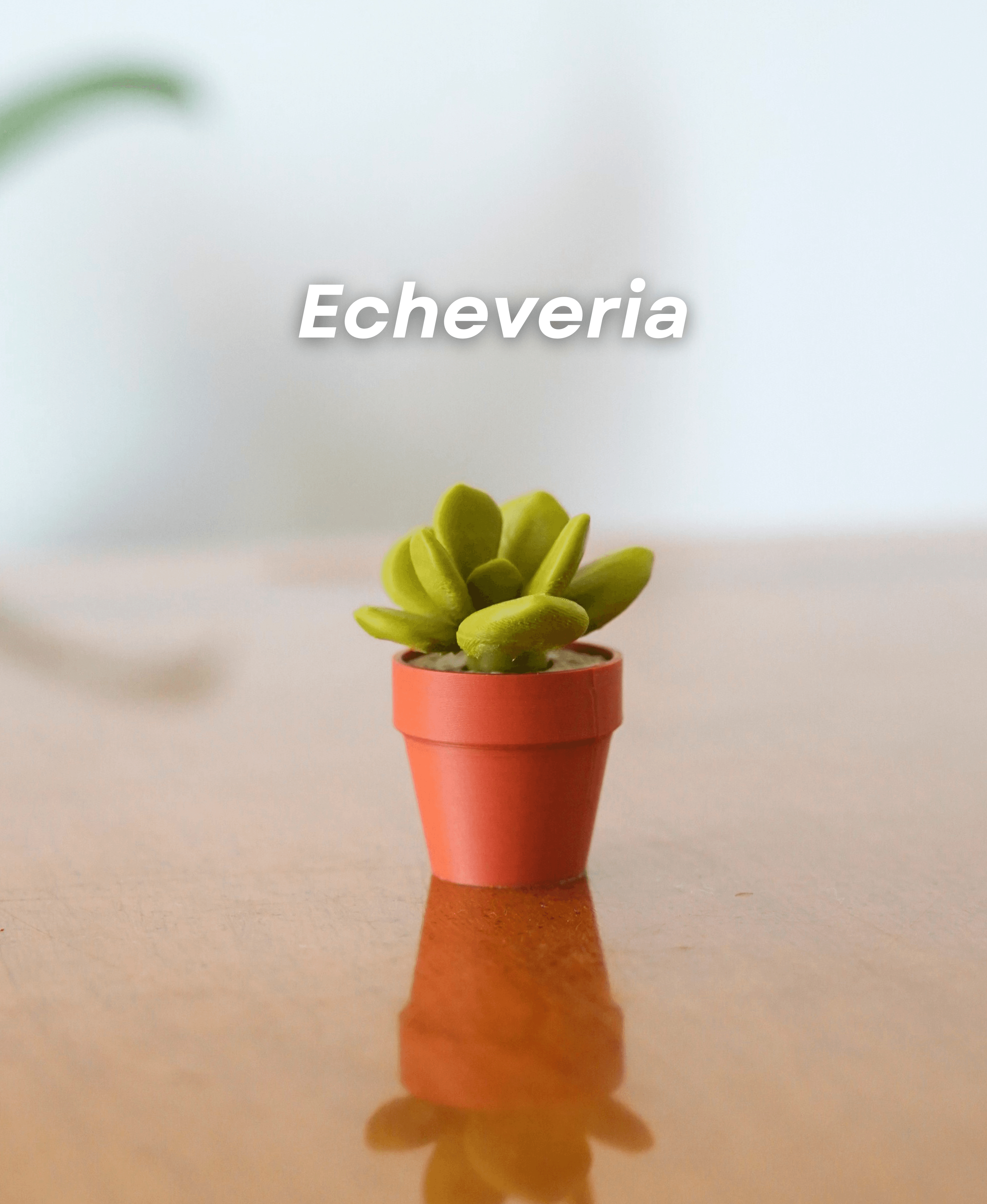 Spinny Succulents Pack II 3d model