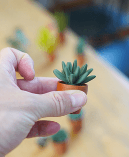 Spinny Succulents - Mini Fidget Spinners - Pocket Plants Collection 3d model