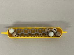 Maticoopx Incubator Quail Egg Tray (Regular sized eggs) 3d model