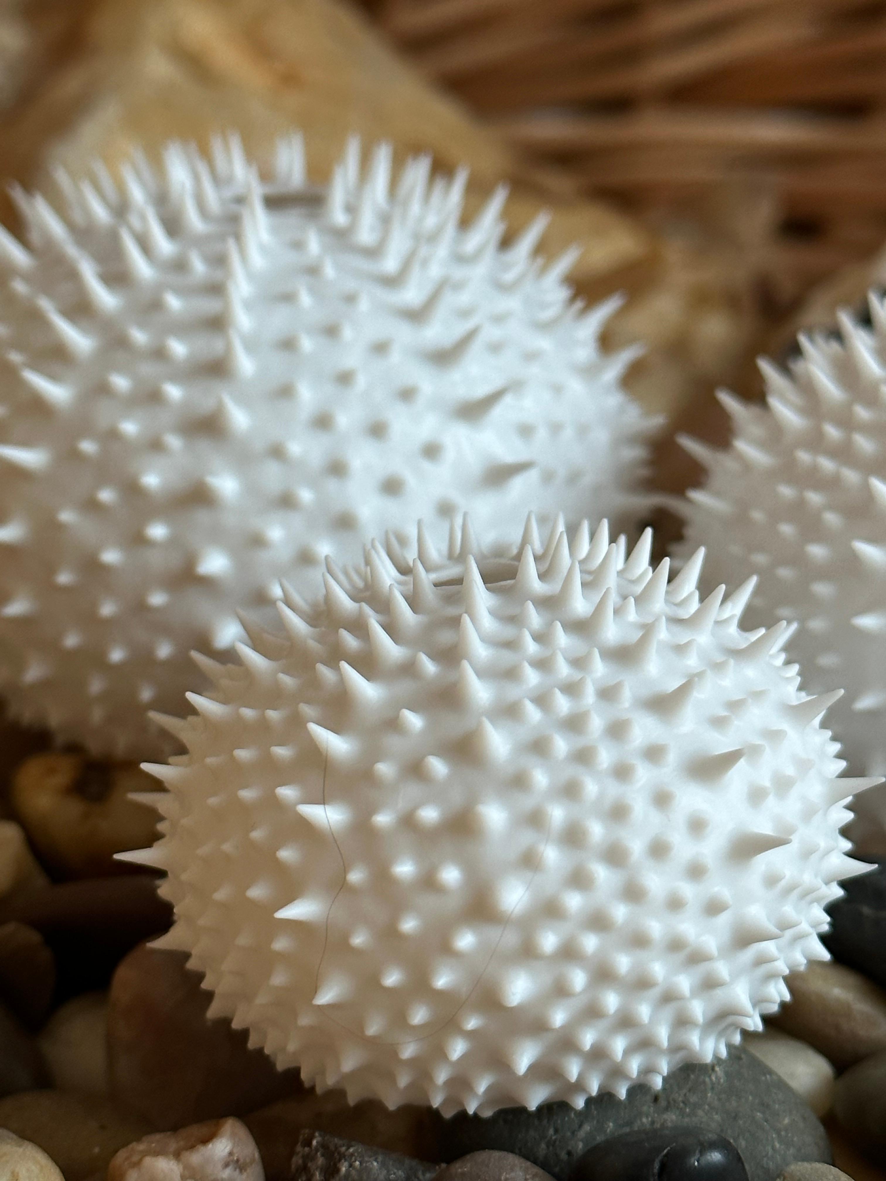 Sea Urchin Shells (Spiky) 3d model