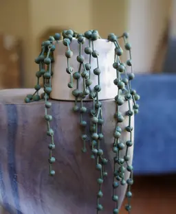 String of Pearls Articulating Plant 3d model