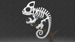 Cameleon Skeleton 3d model
