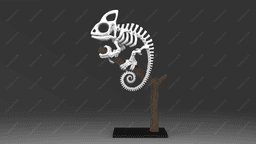 Cameleon Skeleton 3d model