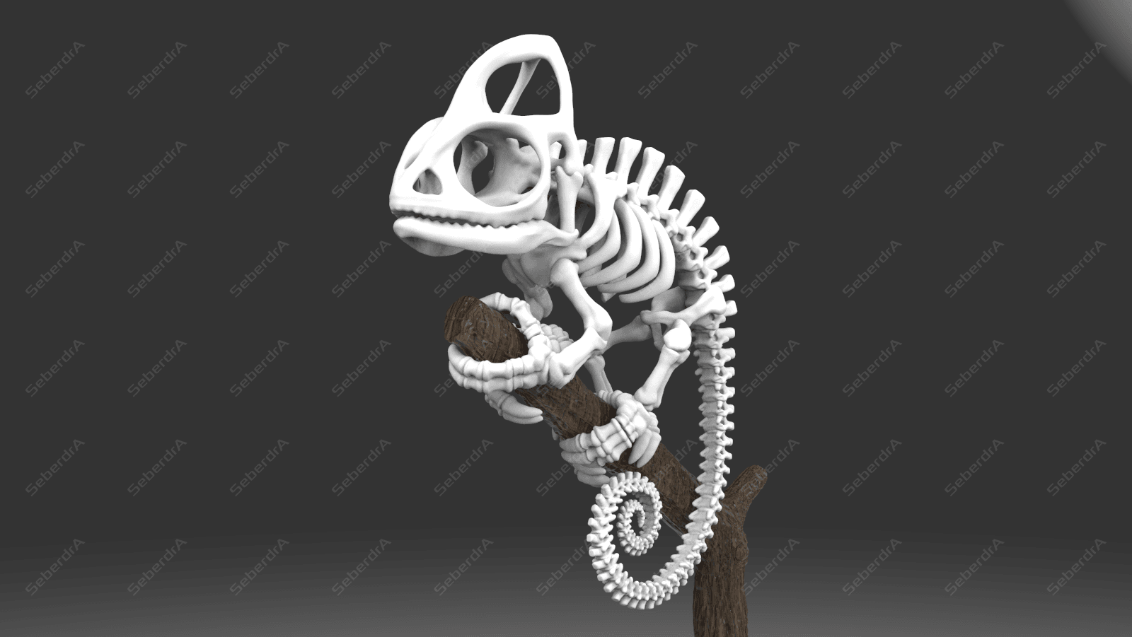 Cameleon Skeleton 3d model