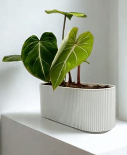 Long Planter | Modern, Elegant Design 3d model