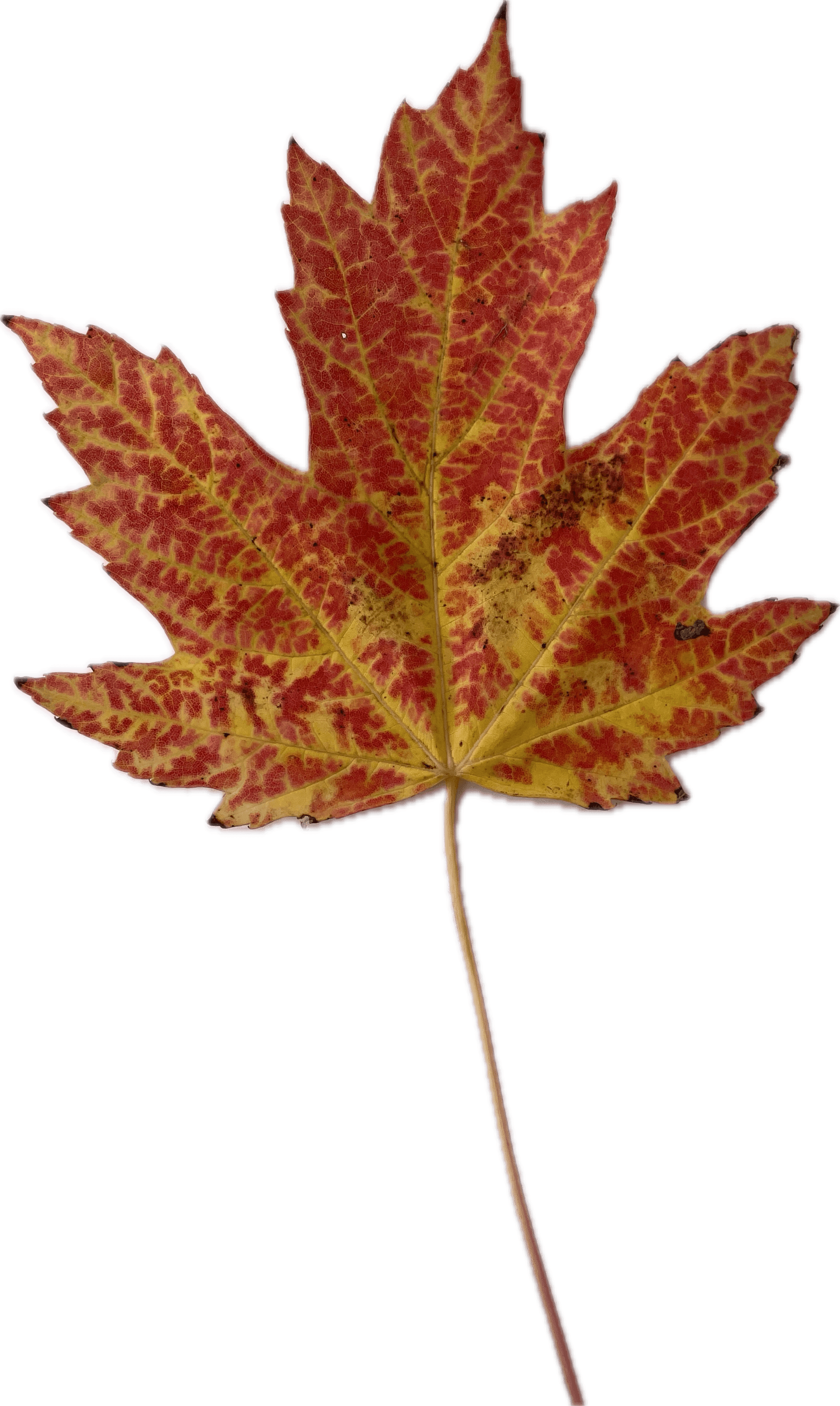 Autumn Maple Leaf 3d model