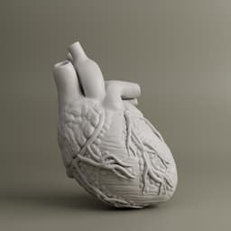Heart Anatomy For Education 3d model