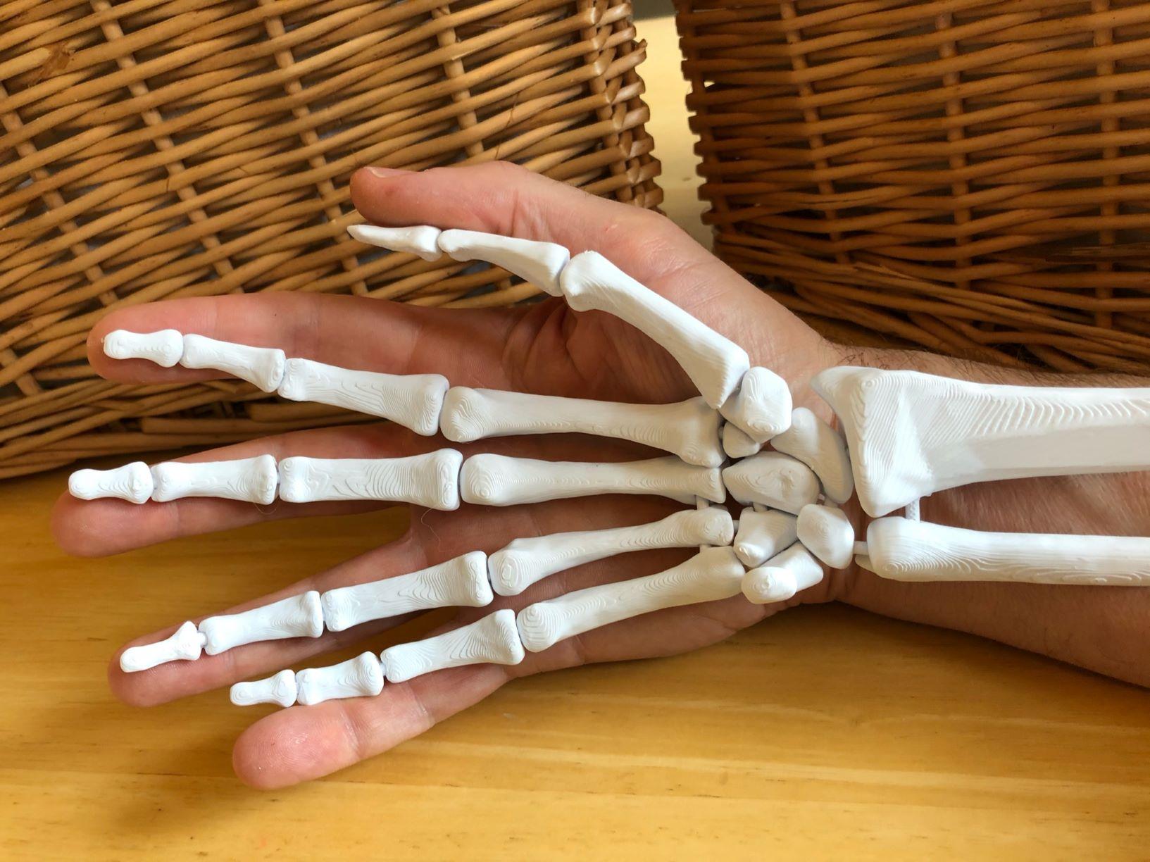 Full Size Anatomically Correct Human Hand Model 3d model