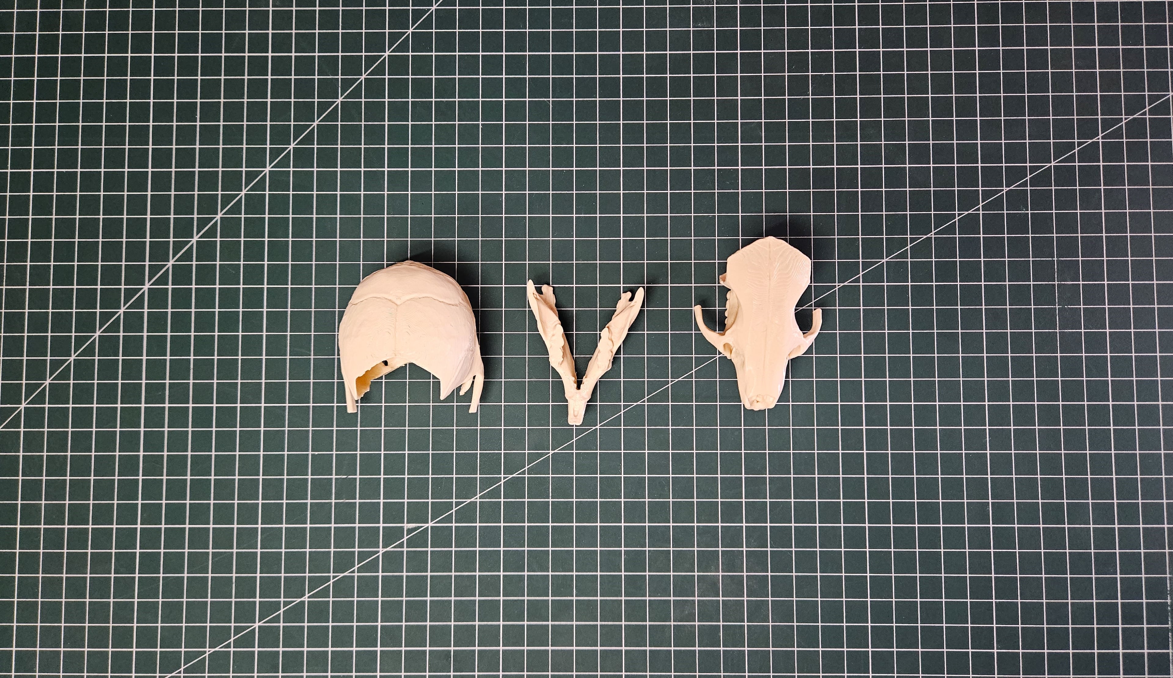 Mouse Skull (Mus Musculus) 3d model