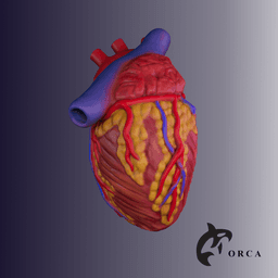 HUMAN HEART CROSS SECTION 3D PRINTING 3d model