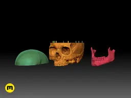 Anatomically Correct Human Skull (Homo Sapiens Sapiens) 3d model