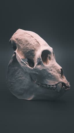 Howler Monkey Skull (Pre Supported) 3d model