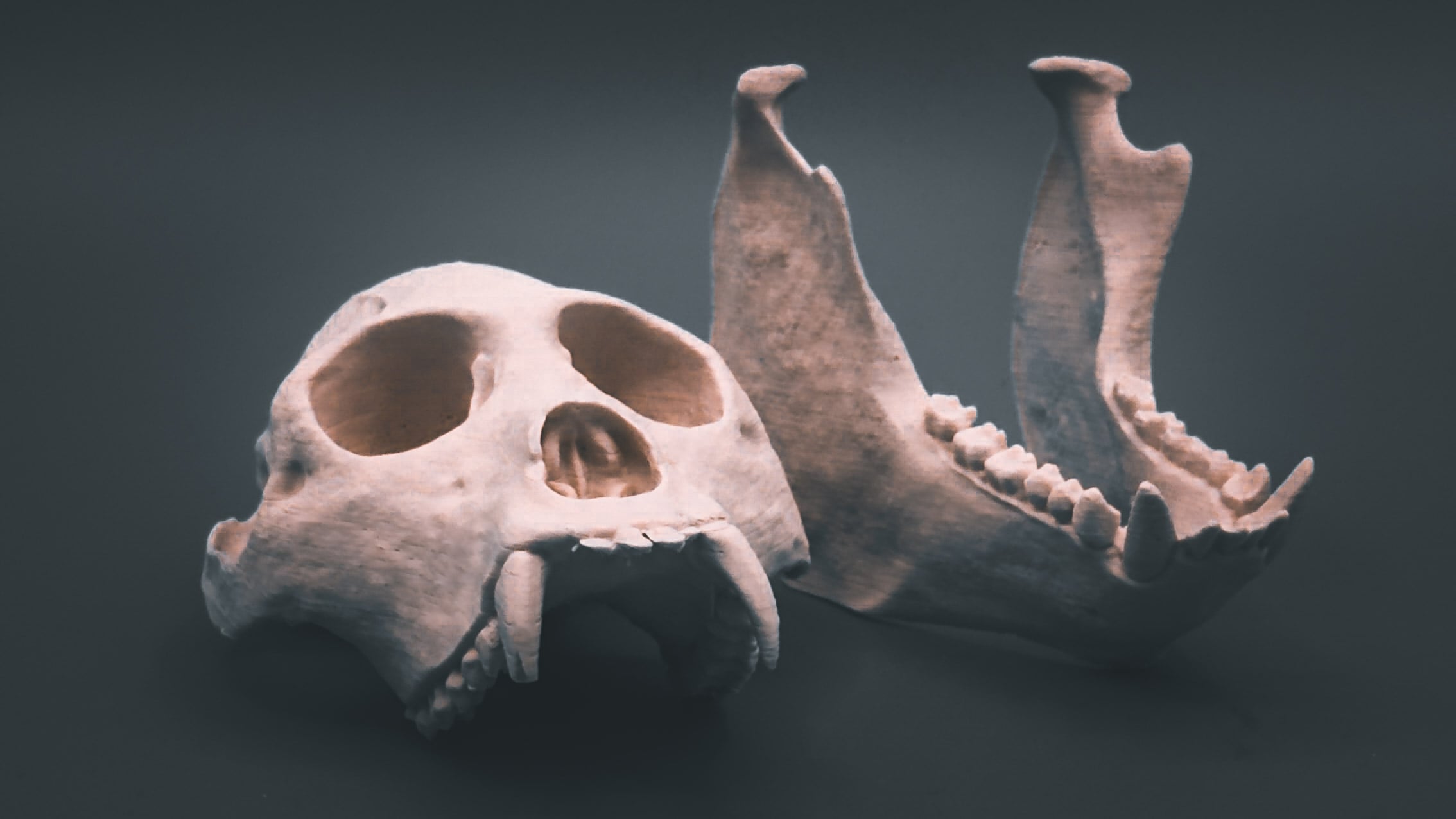 Howler Monkey Skull (Pre Supported) 3d model