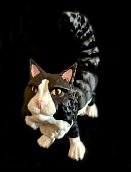 Maine Coon Cat (Personal Use) 3d model