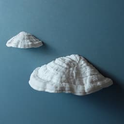 Mushroom magnetic key holder “Ganoderma Carnosum” 3d model