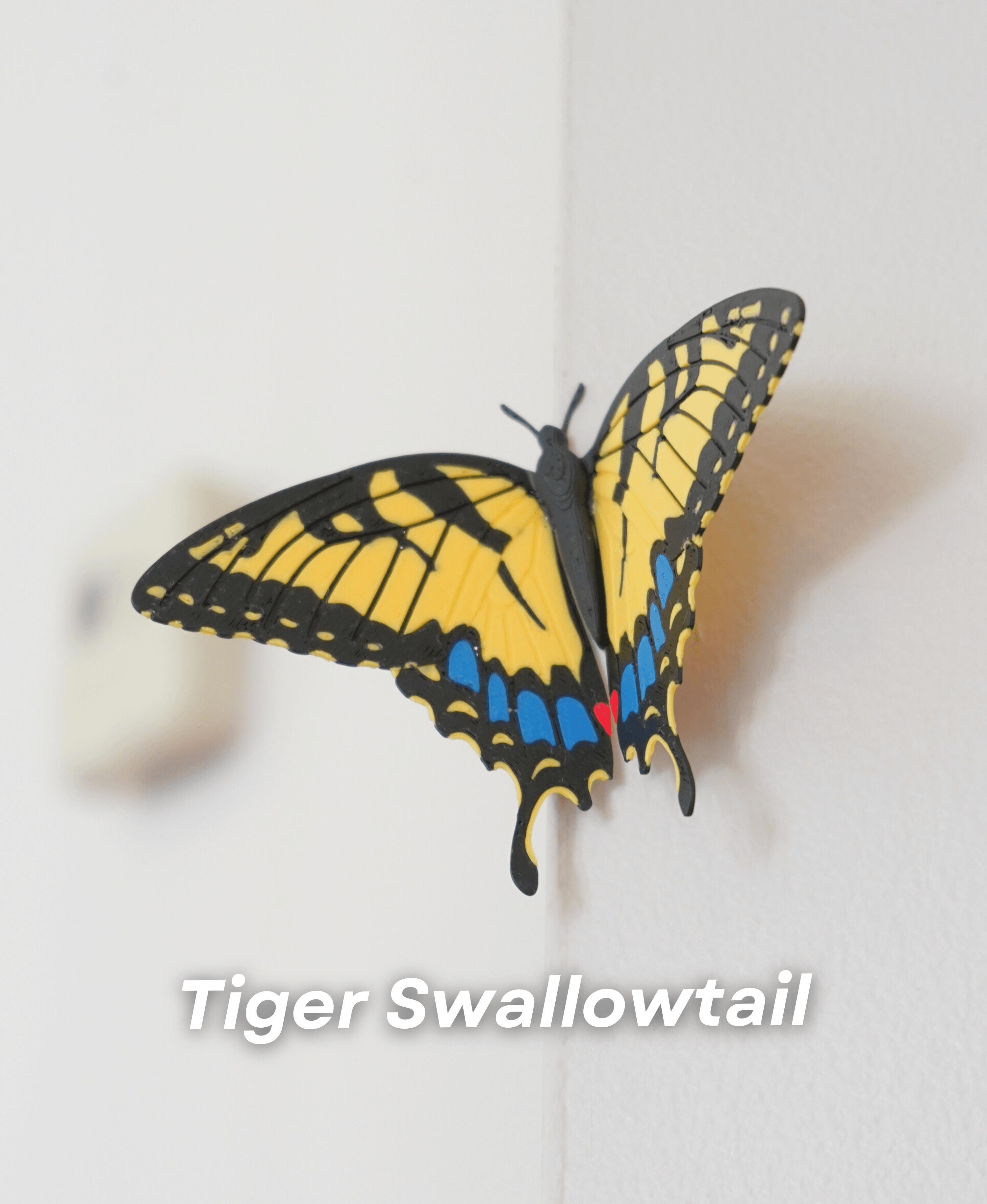 Butterfly Fridge Magnets 3d model