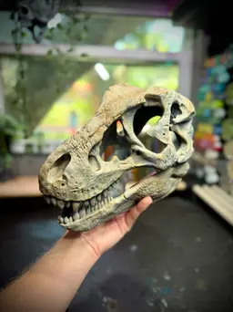 Wall mounted T-rex skull 3d model