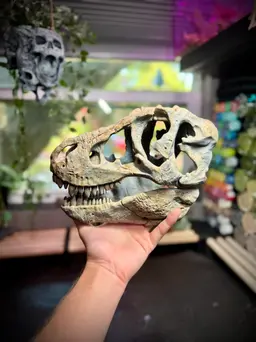 Wall mounted T-rex skull 3d model