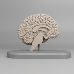 Brain Anatomy Cross-Section 3D print 3d model