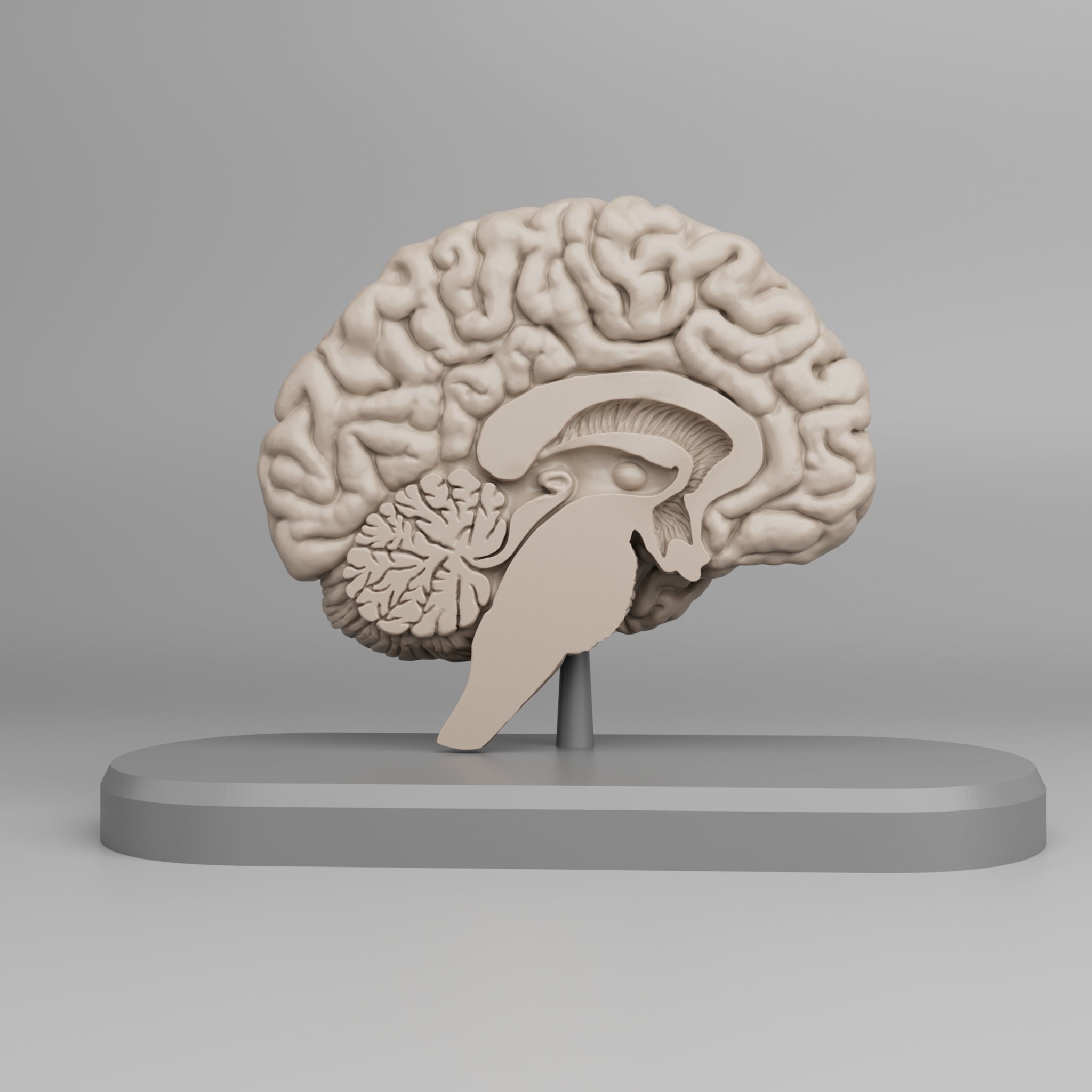 Brain Anatomy Cross-Section 3D print 3d model