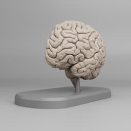 Brain Anatomy Cross-Section 3D print 3d model