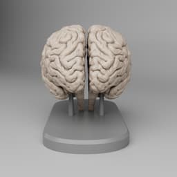 Brain Anatomy Cross-Section 3D print 3d model