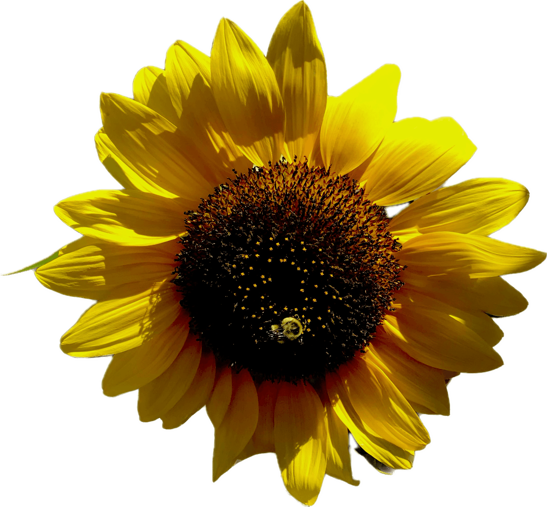HueForge Sunflower 3d model