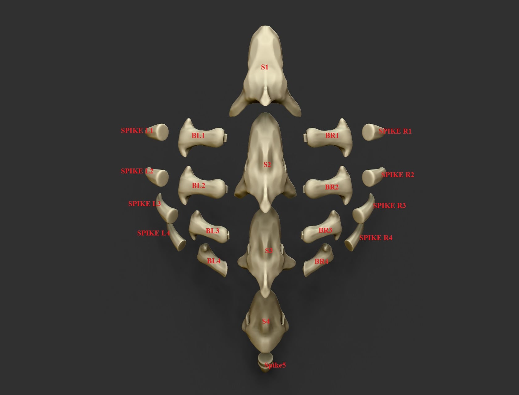 Shoulder spine 3d model